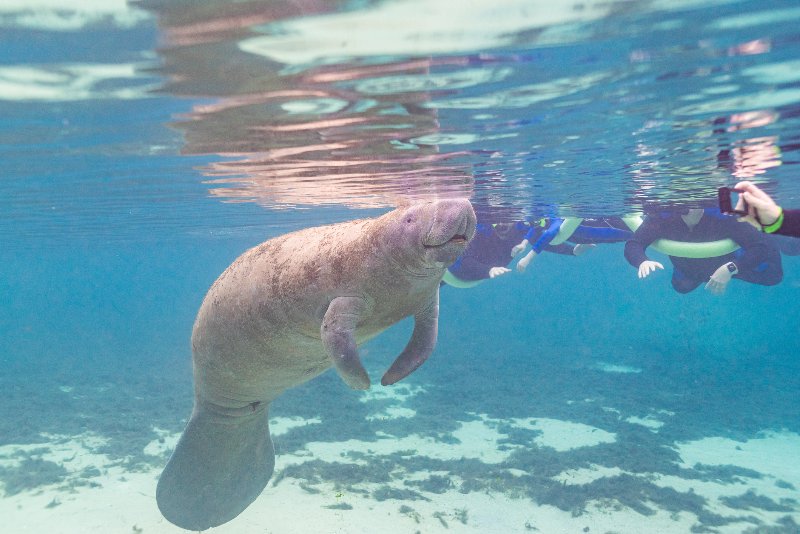 Restored Spring Environment Supporting Florida Manatee Population