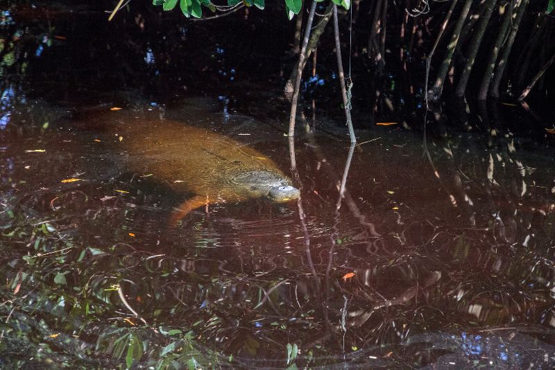 Florida Manatee Resting near Restored Spring Ecosystem
